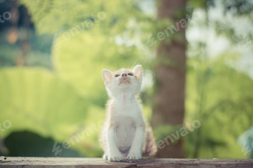 Preview: Short hair kitten sitting in a park looking up to the top.