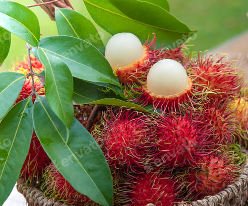 Preview: Fresh Red Rambutan fruit