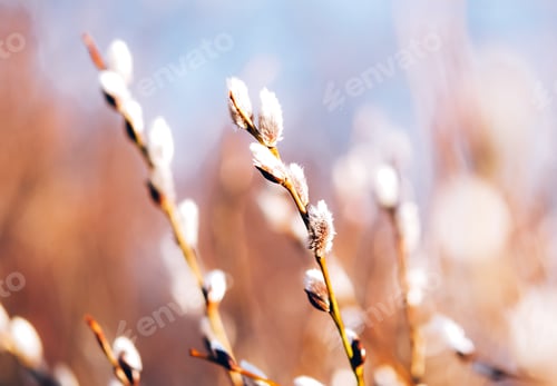 Preview: Pussy willow on blue sky background. Spring and Easter card.