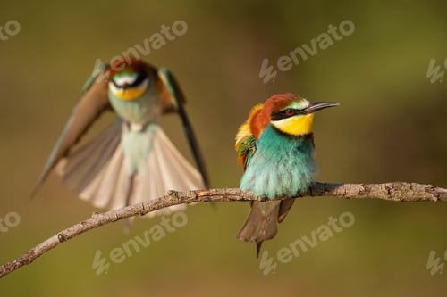 Preview: Pair of european bee-eaters, merops apiaster in summer