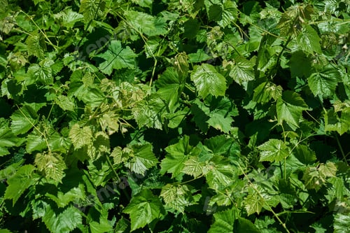 Preview: young grape leaves on an abandoned vineyard