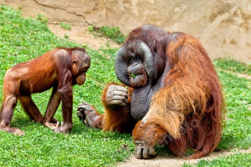 Preview: Orangutan of Borneo, Pongo Pygmaeus
