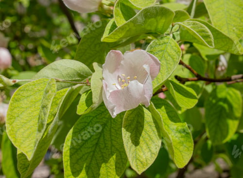 Preview: Close-up Pale pink Quince flower in the garden on a sunny day background. Cydonia oblonga blossom.