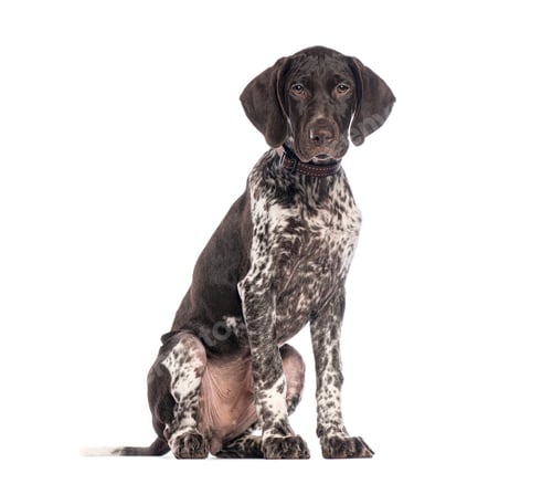 Preview: German shorthaired pointer puppy sitting and looking at camera