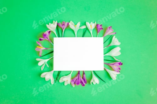 Preview: Blank card and frame of crocus flowers on green background. Top view, flat lay, mockup