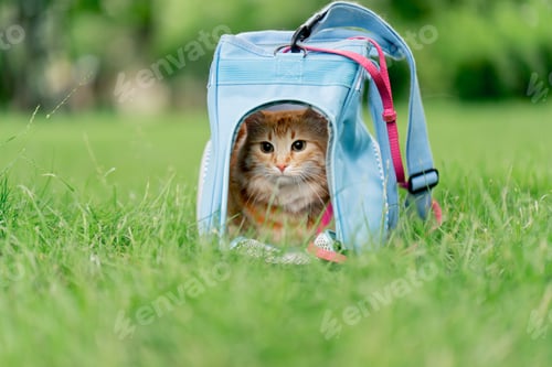 Preview: close-up in the summer in a park on green meadow, a red fluffy cat sits on a pink leash near a soft