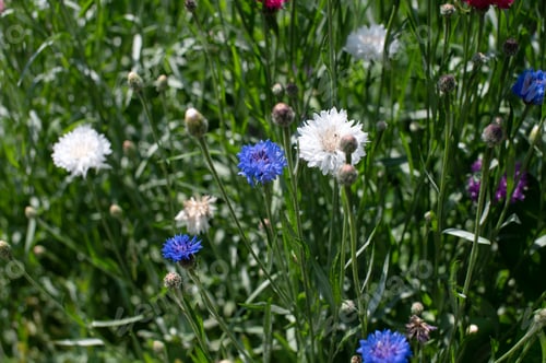 Preview: Vibrant Wildflowers in Sunlit Meadow