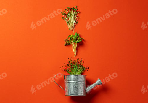 Preview: Small metal watering can with bunch of micro green on color background