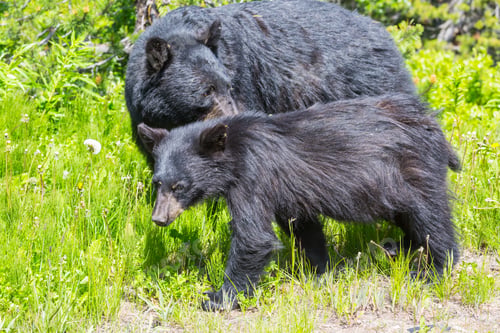 Preview: Black bear