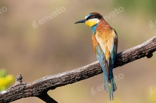 Preview: European bee-eater, Merops apiaster. A bird sits on a beautiful old branch