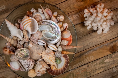 Preview: Beachcombing - Seashell Collection