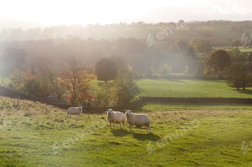 Preview: Sheep on a farm in the North of Yorkshire, England.