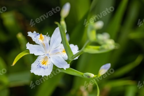 Preview: Iris japonica flower closeup