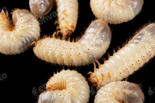 Preview: May beetle larvas, lat. Melolontha , Phyllophaga, isolated on black background