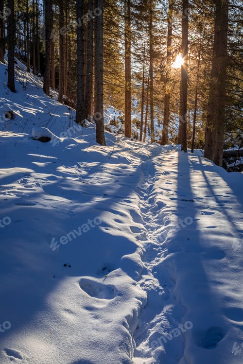 Preview: Sunset and sunbeam in snowy forest at winter