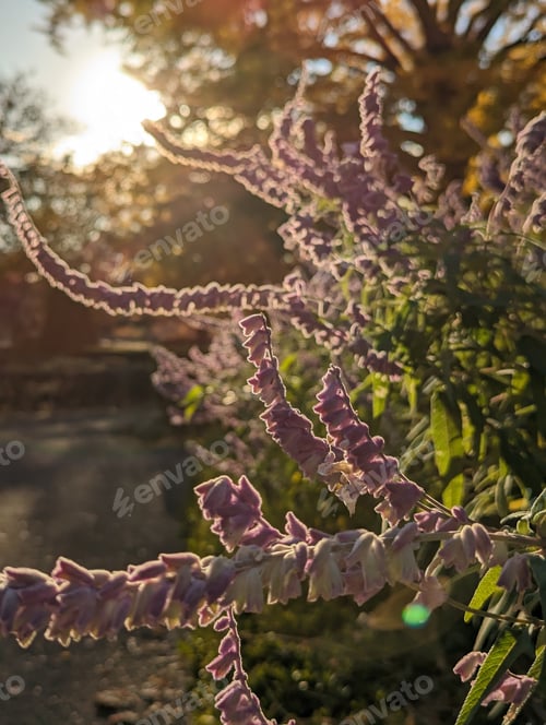 Preview: Backlit purple velvet sage