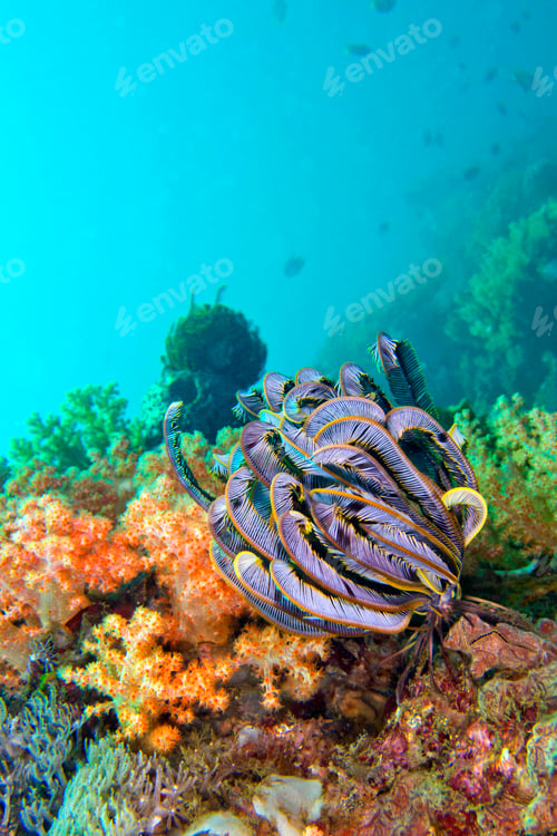 Preview: Feather Star, Lembeh, Indonesia