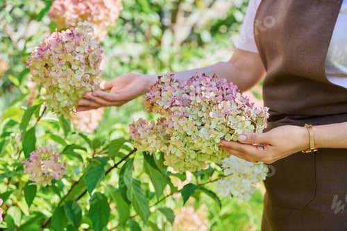 Preview: Smiling female with sprig of savory branch, harvesting spicy fragrant herbs
