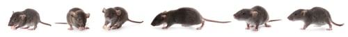 Preview: Small rats on white background, collage. Pest control