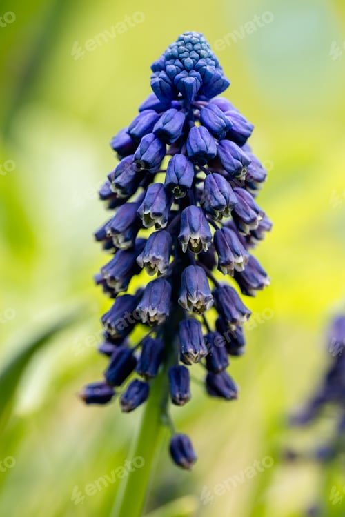 Preview: Grape hyacinth Muscari close-up purple blossom