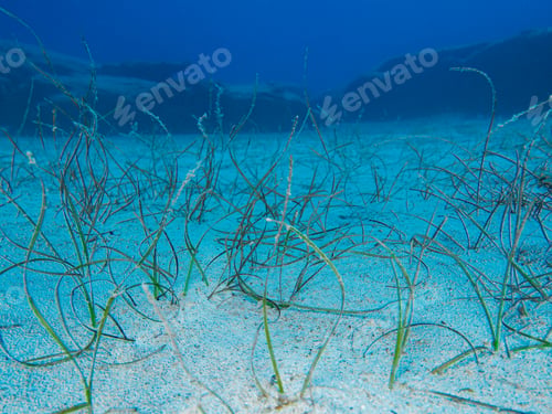 Preview: Underwater Sea Grass and Sandy Ocean Floor