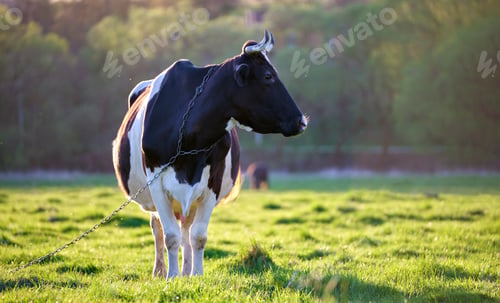 Preview: Milk cow grazing on green farm pasture on summer day. Feeding of cattle on farmland grassland