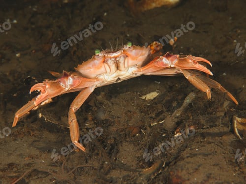 Preview: Orange-pink crab from Norway