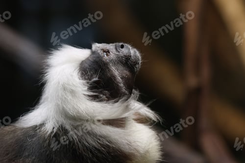 Preview: Curious monkey with a black and white fur coat