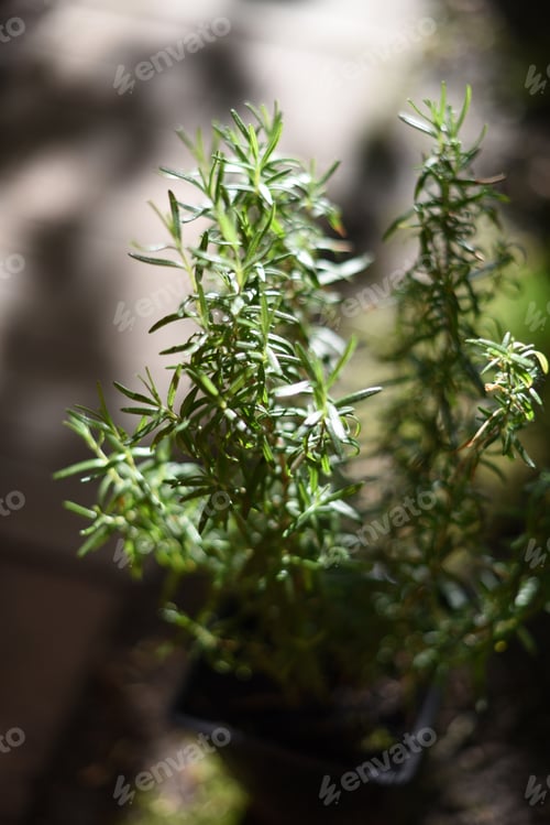 Preview: rosemary bush in the rays of the setting sun