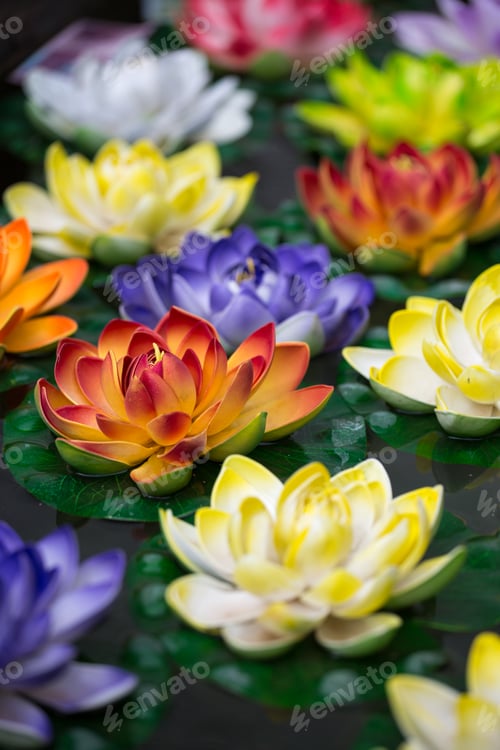 Preview: Lotus-flowers