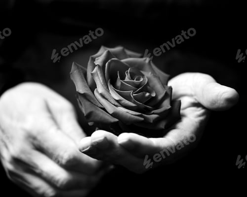 Preview: A gorgeous rose flower in a man's hands ready to be gifted to a loved one on Valentine's Day.