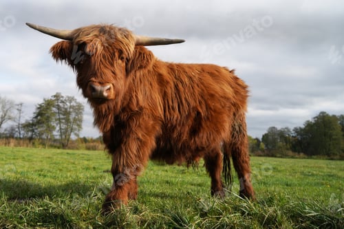 Preview: Closeup of a highland cow standing in the middle of the field on a sunny day