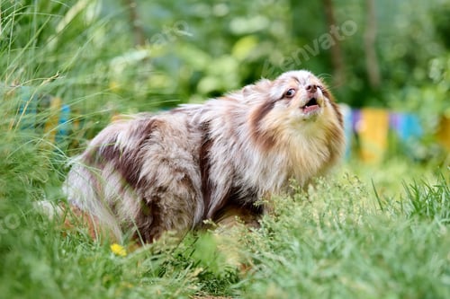Preview: Fluffy pomeranian spitz enjoying lush garden stroll