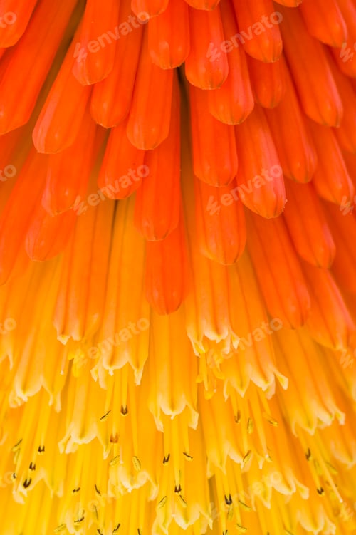 Preview: Kniphofia uvaria also known as Tritoma