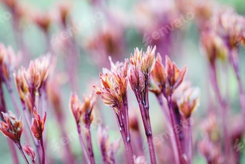 Preview: Peony plant new shoots in spring garden, peony sprouting in spring