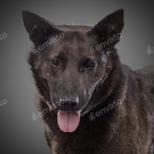 Preview: Cute smiling black dog