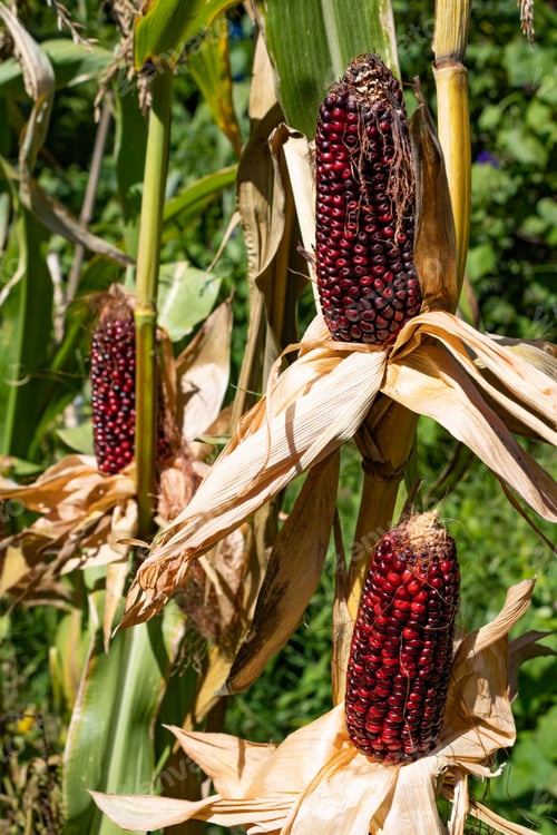 Preview: Red corn cobs in a sunny field