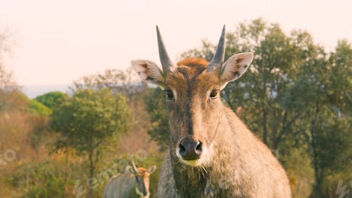 Preview: Nilgai standing in a field looking at the camera in its natural habitat