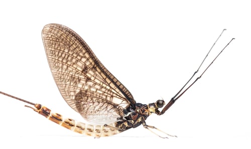 Preview: Side view of a green drake mayfly, Ephemera danica