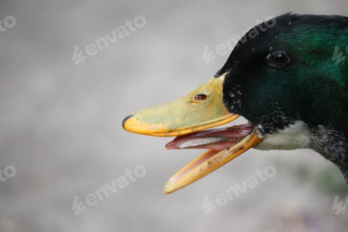 Preview: Closeup shot of mallard on blurred background