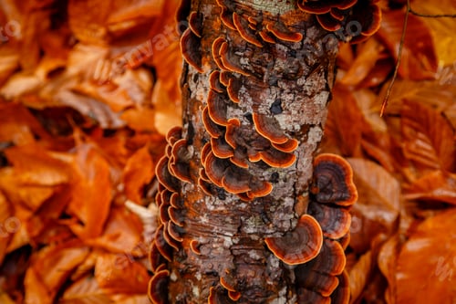 Preview: Unedged mushrooms growing on a tree trunk