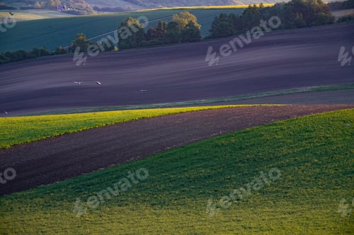 Preview: Gorgeous rural landscape with green sunny spring hills. South Moravia region, Czech Republic