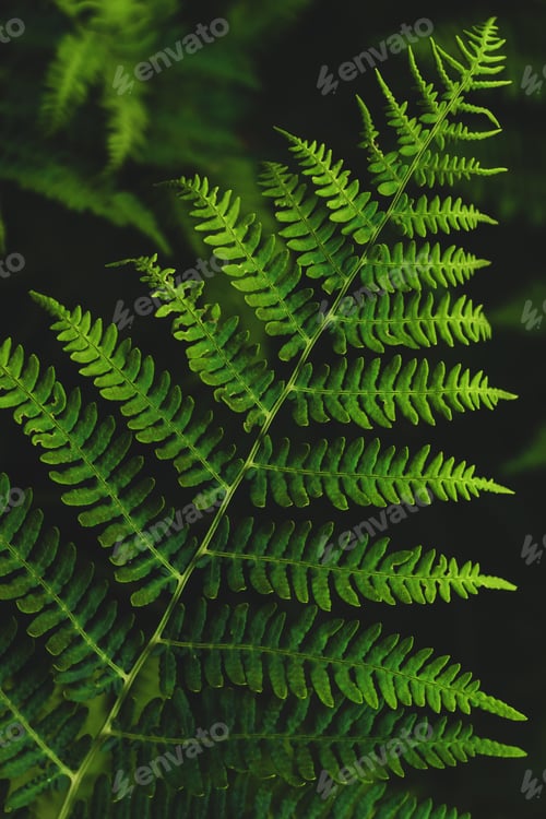 Preview: Fern leaves. Dark green plants in nature landscape, forest.
