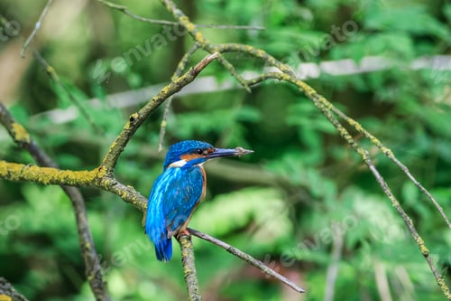 Vorschau: Eisvogel (Alcedo Atthis) im natürlichen Lebensraum