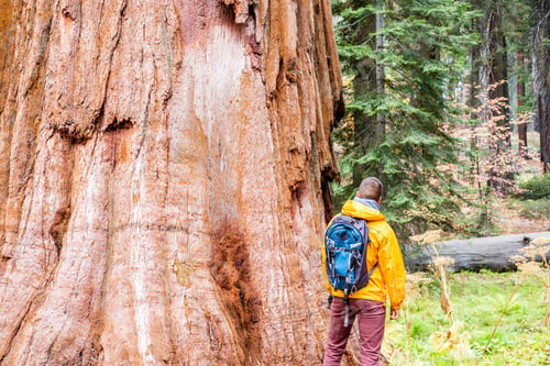Preview: Tourist With Backpack Hiking In Sequoia National Park. California, United States