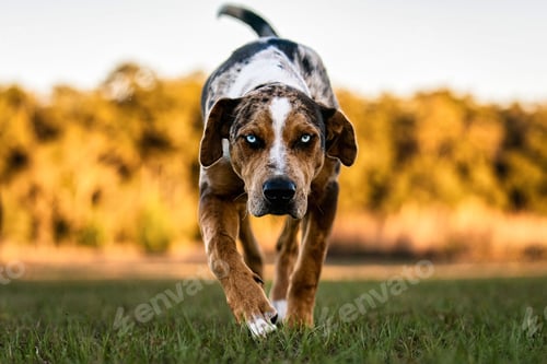 Preview: Adorable spotted brown dog with icy bright blue eyes running on a field