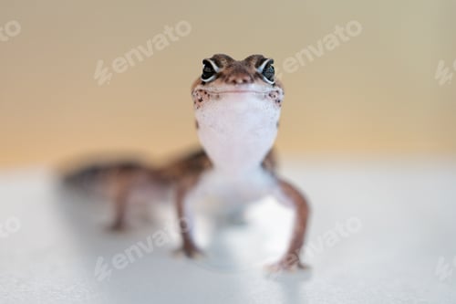 Preview: Cute Leopard Geckos (Eublepharis Macularius) on blur background