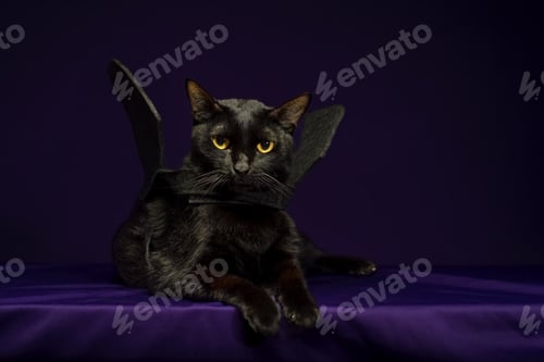 Preview: Black cat with bat wings. Halloween costume.