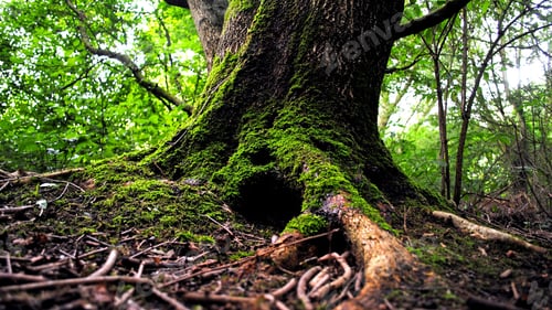 Preview: Hole in a tree in the forest woods