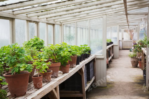 Preview: Interior view of the greenhouse with plants in terracotta pots, in a plant house.
